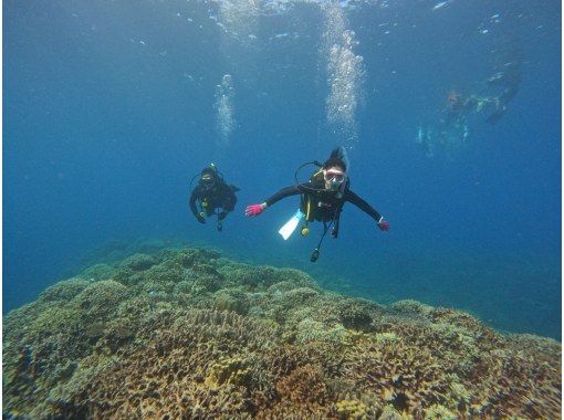 [Okinawa, Minna Island, Sesoko Island] Boat Fun Diving (2 dives) Photo and video shoot giftの画像