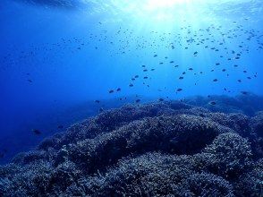 [Okinawa, Minna Island, Sesoko Island] Boat Fun Diving (2 dives) Photo and video shoot gift