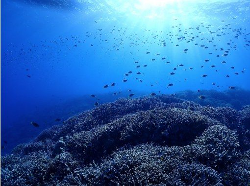 【沖縄・水納島・瀬底島】ボートファンダイビング（２ダイブ）写真動画撮影プレゼントの画像