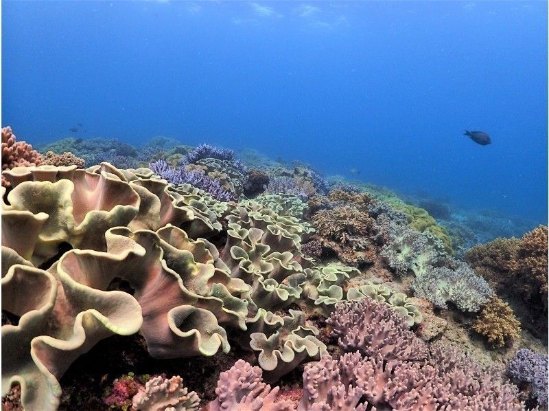 【３日前までの予約限定割引】体験ダイビングでサンゴ礁と熱帯魚を間近に♪