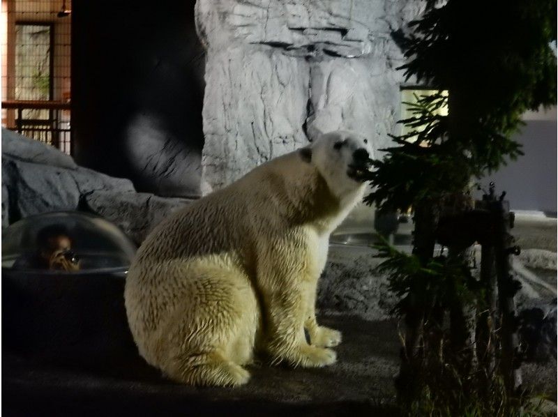 北海道 札幌発着 夜の旭山動物園 富良野北星ファームでメロン食べ