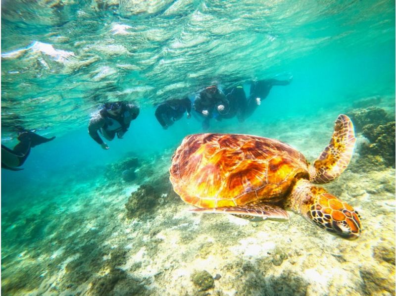 [Okinawa ・ Naha 】 Snorkel Experience Tropical Exploration Course ★ Photography & Feeding & Photography Naha Nearby hotel transfer!の紹介画像