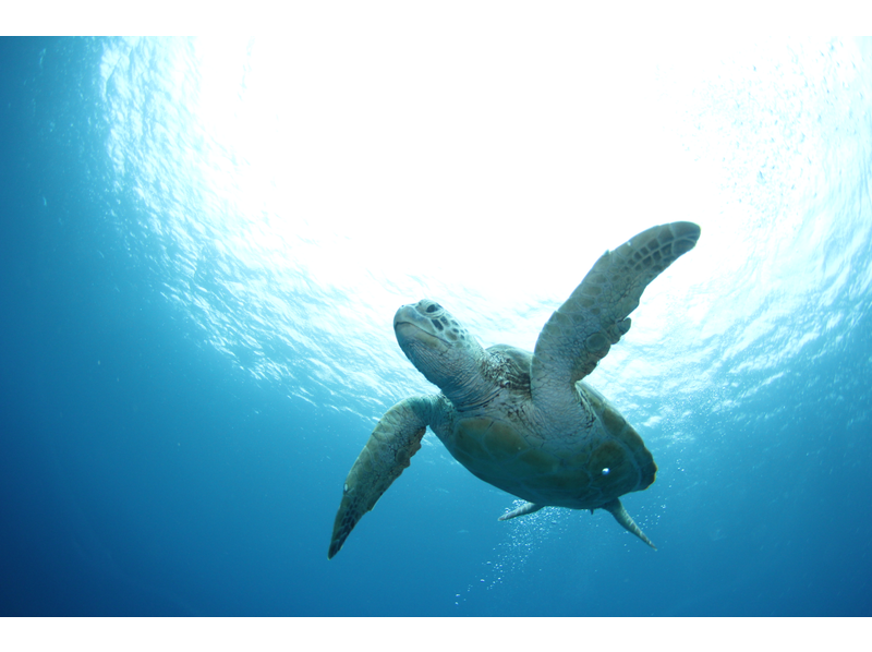 【沖縄・那覇】体験ダイビング・トロピカル探検コース★写真撮影&餌付け&那覇近郊ホテル送迎付き!