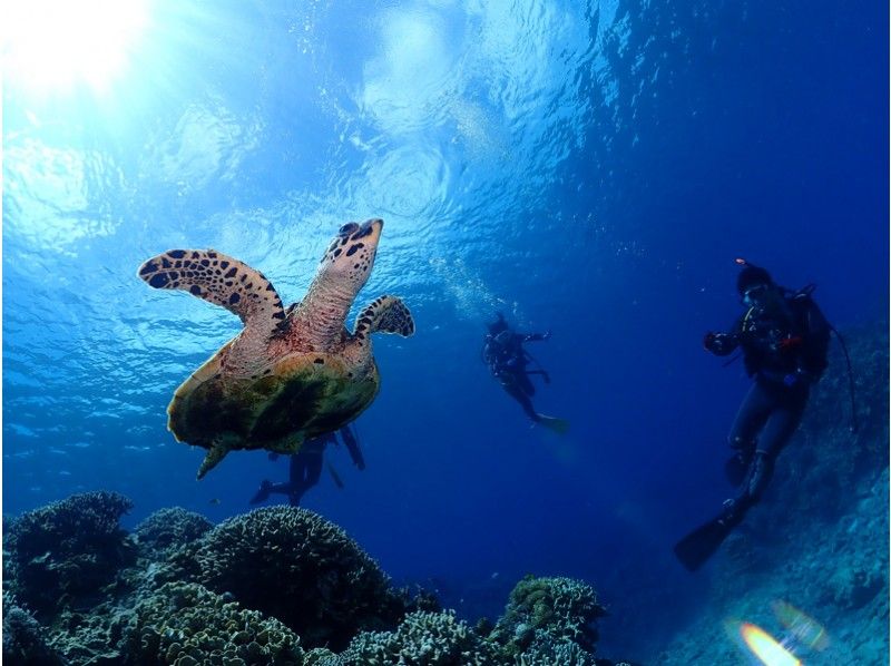 【沖縄・慶良間】那覇発、水中写真プレゼント! ケラマボートで体験ダイビング