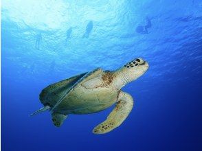 【ボートシュノーケル1回】ウミガメに高確率で出会える瀬底島シュノーケリング！ サンゴ礁＆熱帯魚と泳ぐ贅沢体験♪