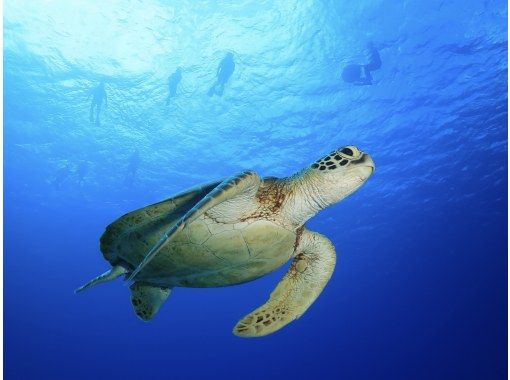 【ボートシュノーケル1回】ウミガメに高確率で出会える瀬底島シュノーケリング！ サンゴ礁＆熱帯魚と泳ぐ贅沢体験♪の画像