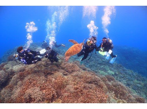 【ボート体験ダイビング1ダイブ】ウミガメに高確率で出会える！ サンゴ礁＆熱帯魚と泳ぐ贅沢体験♪ ※野生動物のため見られない場合あります。の画像