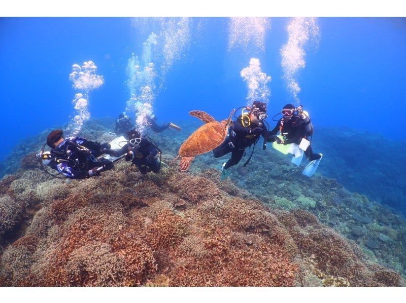 【ボート体験ダイビング1ダイブ】ウミガメに高確率で出会える！ サンゴ礁＆熱帯魚と泳ぐ贅沢体験♪ ※野生動物のため見られない場合あります。の紹介画像