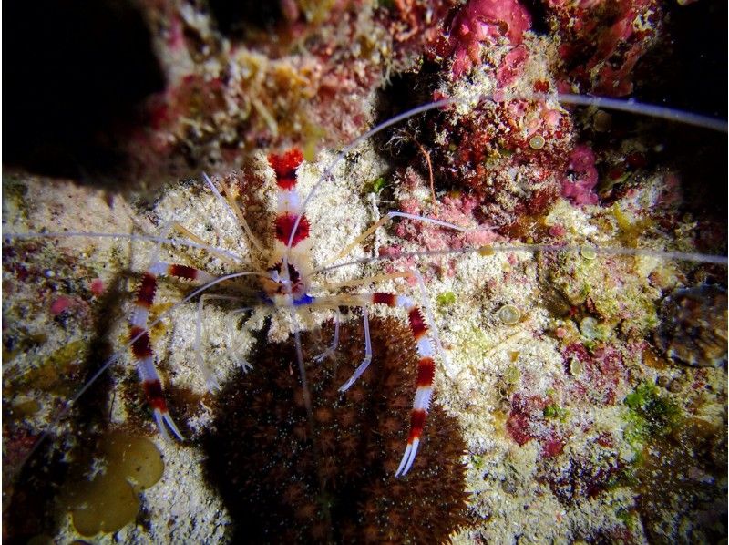 【沖縄県・那覇市】他には無い！那覇から行く！チービシ（慶良間）ナイトダイビング！