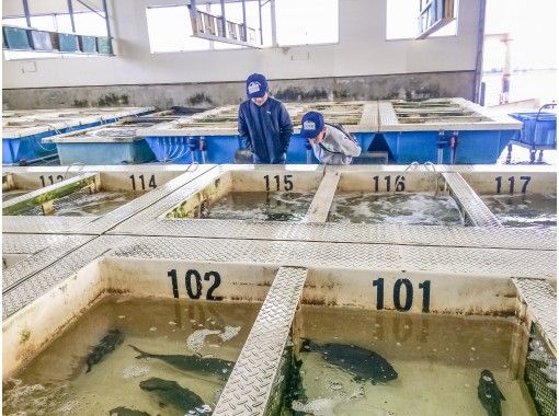 熊本 天草 天草の魚に会いに行こう ぎょぎょっと 天草うお市場探検 食事付き アクティビティジャパン