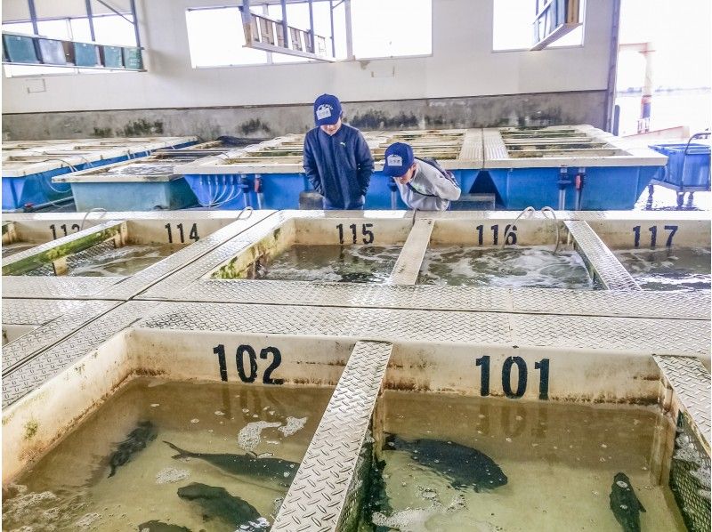 【熊本・天草】天草の魚に会いに行こう！ぎょぎょっと！天草うお市場探検！（食事付き）									