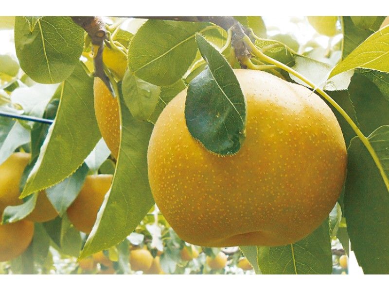 【山形・鶴岡市】送迎付き♪くだもの王国・山形で旬の梨狩り＆食べ放題！