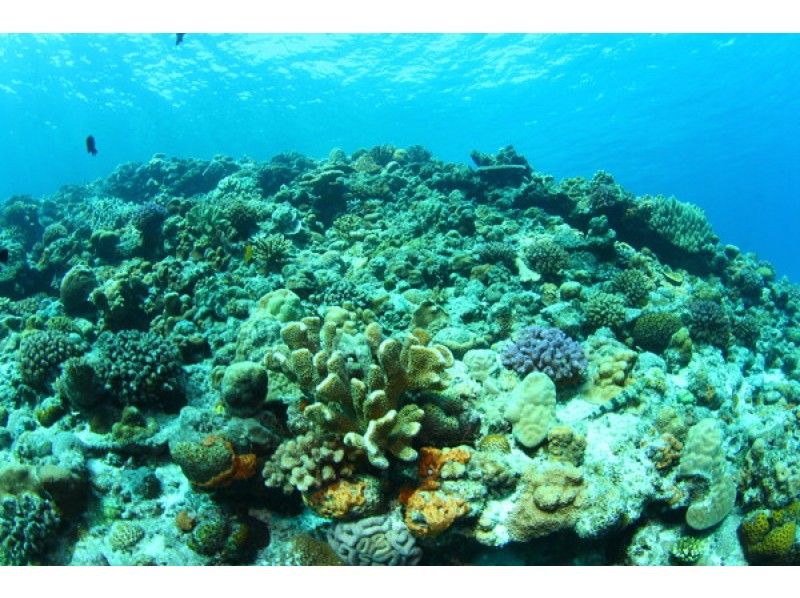 ボートファンダイビング【本部】水納島・瀬底島（那覇から送迎付き）