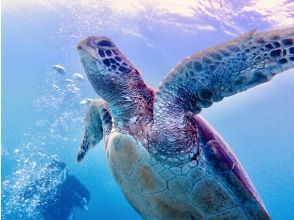 【城ヶ島】東京発送迎あり２ビーチファンdive※海況のよいポイントにGo！