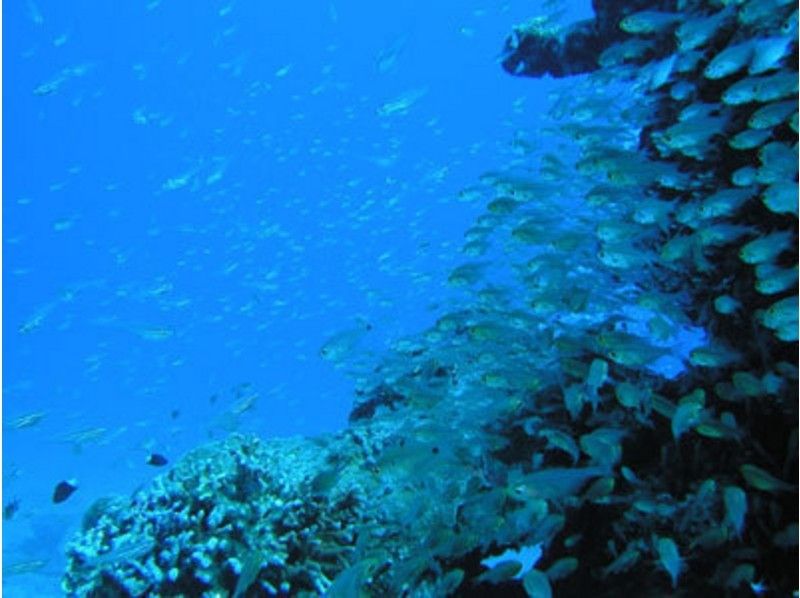 【鹿児島・奄美大島】ファンダイビング(3ボートプラン)