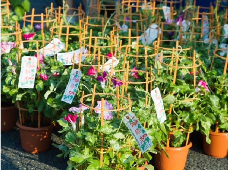 下町・夏の風物詩！谷中・根津・千駄木食べ歩きと入谷朝顔市　「根ぎし　笹乃雪」のご昼食【14454】