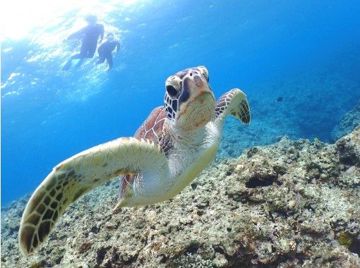 沖縄 石垣島 人気のウミガメと泳ごう 半日シュノーケリング 水中カメラレンタル無料 アクティビティジャパン