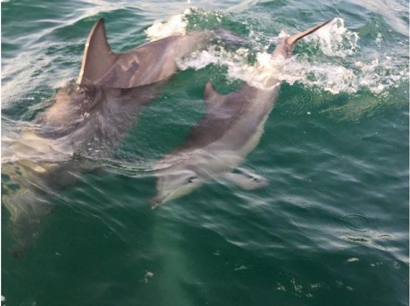 【石川・和倉】和倉温泉桟橋出港！野生のイルカに会いに行こう！イルカウォッチングクルーズ（90分）