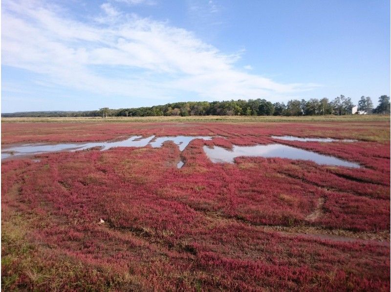 【知床ウトロ発・層雲峡温泉行】9月限定サンゴ草立寄り♪秋のひがし北海道周遊バス(網走・北見経由)