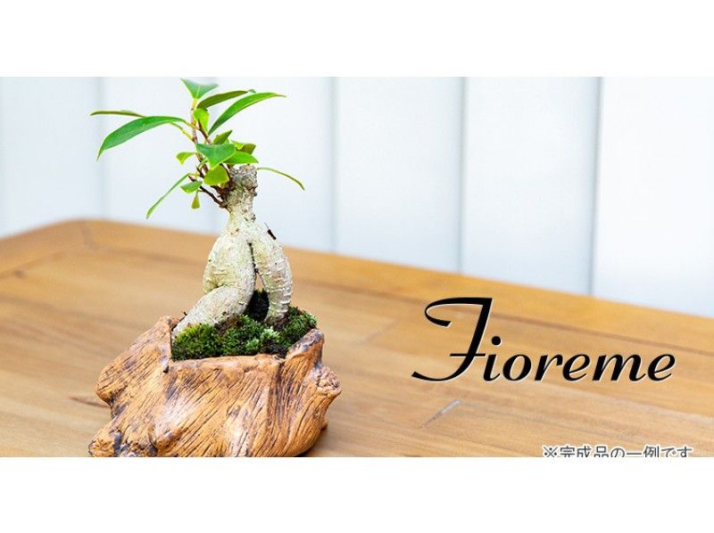 【東京・中央区】ガジュマルやテーブル椰子を使った観葉植物として人気のミニ盆栽制作体験【25011】