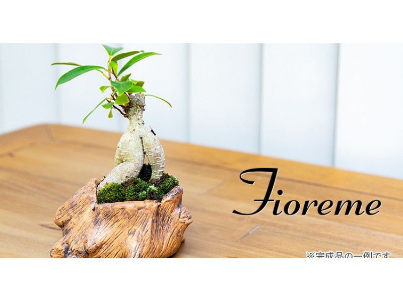 東京 中央区 ガジュマルやテーブル椰子を使った観葉植物として人気のミニ盆栽制作体験 アクティビティジャパン