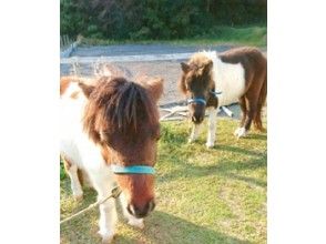 【福岡県・福津市】ふくつ古墳馬車を独占して楽しめるプレミアム古墳ツアー(約80分)観光ガイド同乗