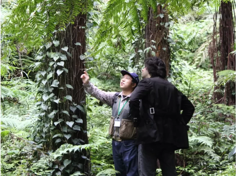 [Hachijojima] Jungle Trekking Tour of Forestsの紹介画像