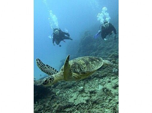 【鹿兒島·奄美大島】讓我們躲在彈道的透明度！體驗潛水の画像