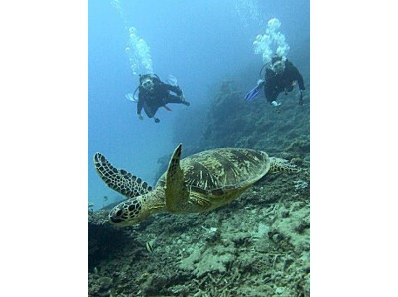 【鹿兒島·奄美大島】讓我們躲在彈道的透明度！體驗潛水の紹介画像
