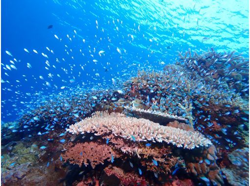 Snorkeling and boat plan☆ [Facilities fully equipped, boat, snorkeling] Photos and videos from the tour will be given as a gift☆の画像