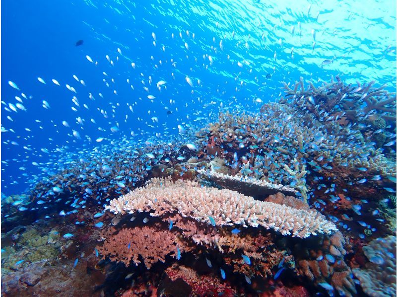 Snorkeling and boat plan☆ [Facilities fully equipped, boat, snorkeling] Photos and videos from the tour will be given as a gift☆の紹介画像