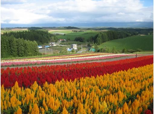 [北海道·美瑛·富良野]可以安排！可以自由设定日程的美瑛·富良野观光札幌从/到）の画像