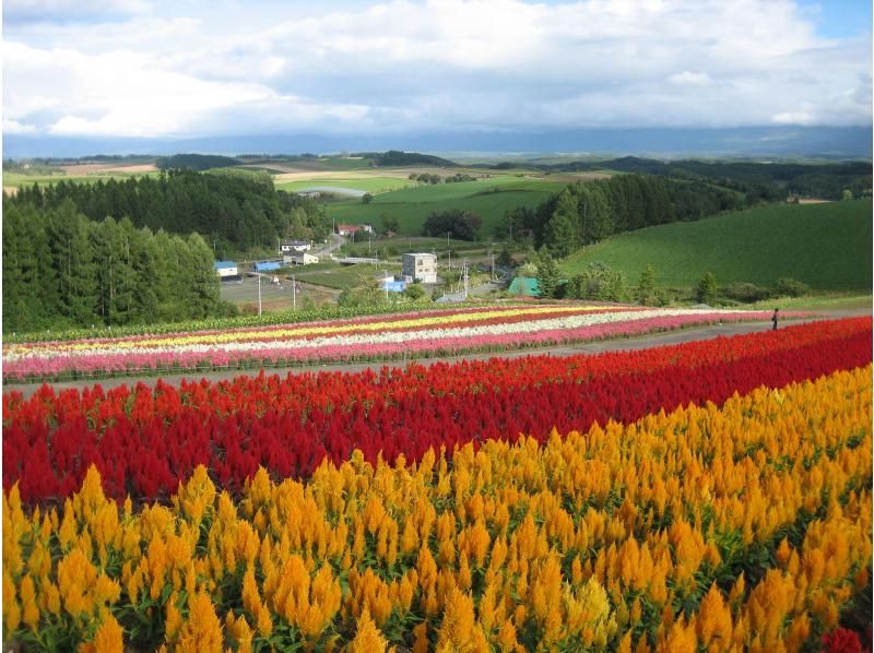 【北海道・美瑛・富良野】アレンジ可能！スケジュールを自由に設定できる美瑛・富良野観光（札幌発・着）