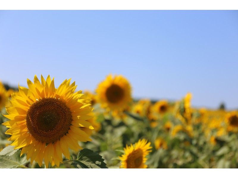 【北海道・北竜町ひまわりの里】タイムスケジュールアレンジ可能！ひまわりの里観光（札幌発・着）