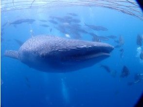 【青の洞窟スノーケル＆ジンベエザメとスノーケル高画質・Gopro写真、動画プレゼント付き】ジンベイザメと青の洞窟の欲張りセットプラン