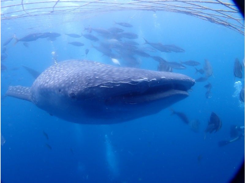 หลักสูตรดำน้ำยอดนิยมที่วางแผนไว้อย่างดี! ! ถ้ำดำน้ำสีฟ้าและฉลามวาฬและดำน้ำの紹介画像