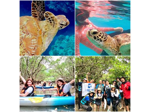 【鹿児島・奄美大島】【世界自然遺産・奄美・ウミガメと泳ぐシュノーケリング＆マングローブカヌーツアー・遭遇率100％・】Gopro動画大好評！の画像