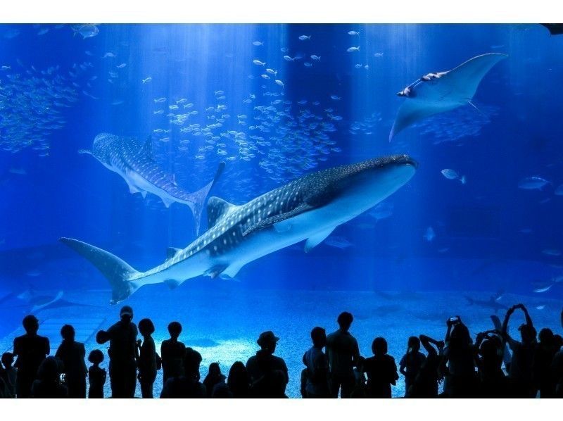【沖縄・那覇発】美ら海水族館とたっぷり沖縄満喫バス　ラド美ら海号