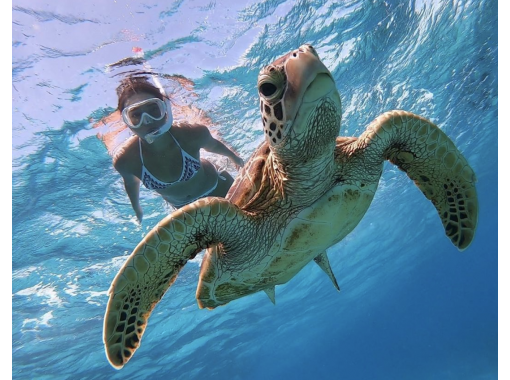 [Miyakojima] ☆ Ukito sea turtle discovery tour ☆ Let's swim with sea turtles at a secret scenic spot!の画像