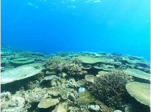 SALE !【沖繩本島、今帰仁・古宇利島】ボートファンダイビング（２ダイブ）　写真動画撮影プレゼントの画像