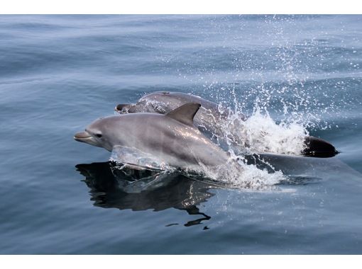 ◆オーダー用◆ダイカット カモメ イルカ 動物たちの船の旅 海水浴 イルカウォッチングの予約【日本旅行】オプショナルツアー