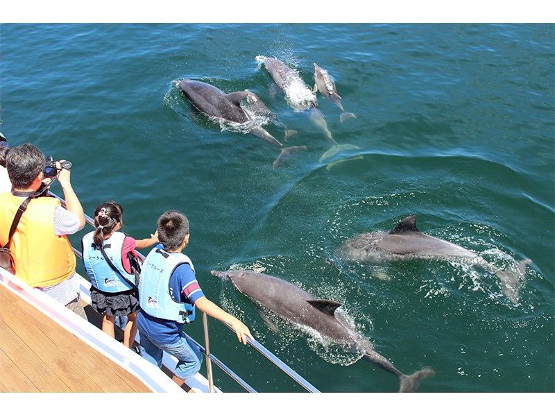 【熊本発着】くまもっと　ロバの旅　天草イルカウォッチング（シークルーズ）