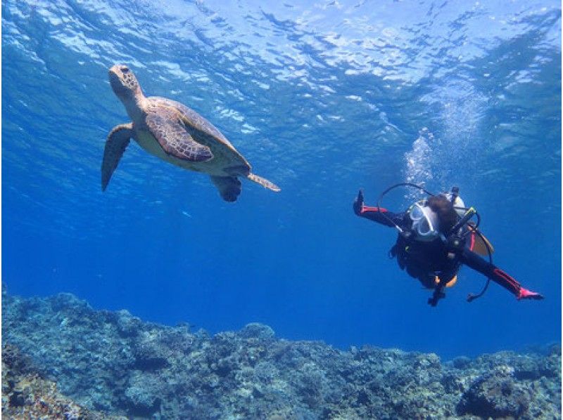 【沖縄・慶良間】慶良間諸島 1日体験ダイビング♪ ランチ付き