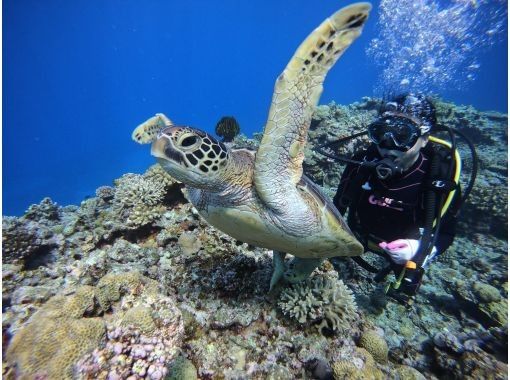 【宜野湾発・慶良間諸島】ウミガメ探しの体験ダイビング⭐️2ダイブ⭐️写真、動画プレゼント⭐️一日コースの画像