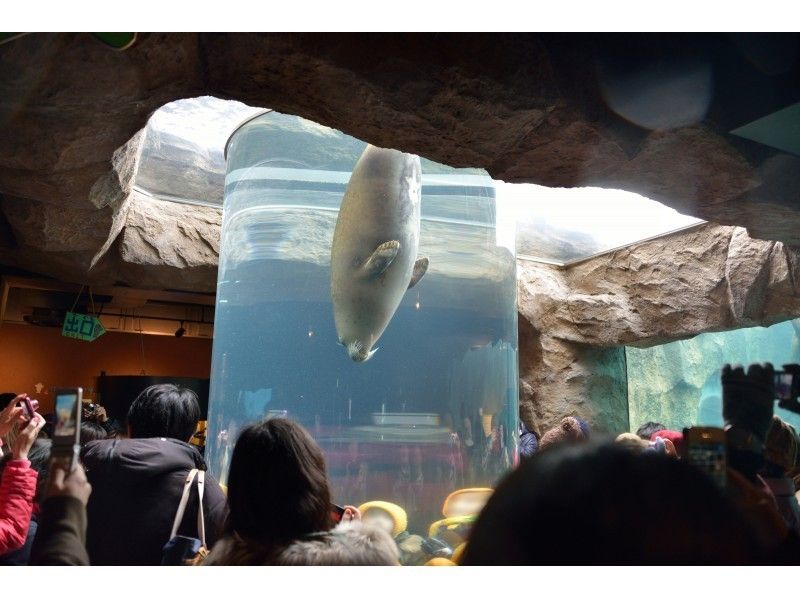 【北海道・札幌発着】秋の旭山動物園と富良野・美瑛・幻想的なライトアップされたニングルテラスを散策