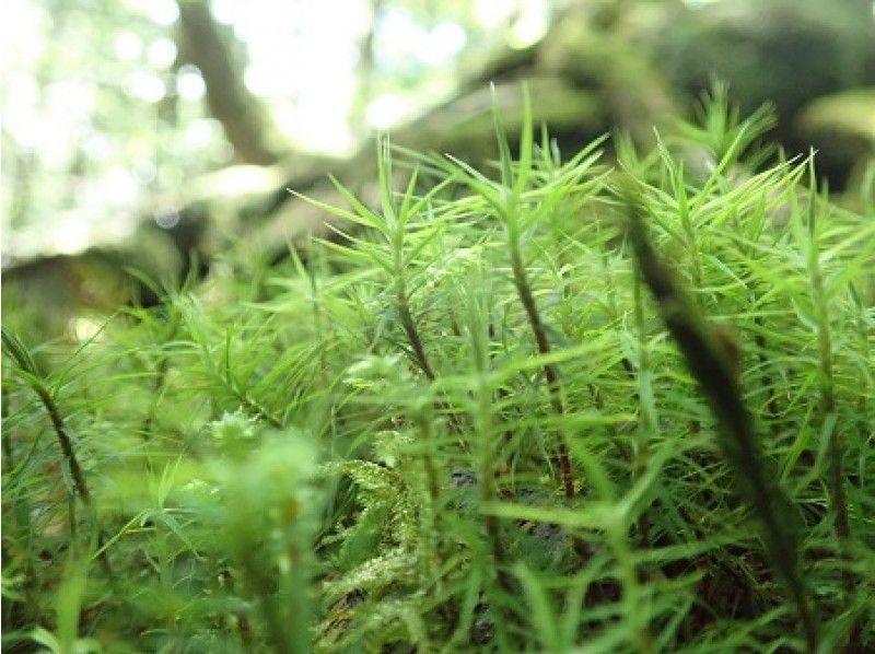 【山梨・青木ヶ原樹海】知られざる秘境!!神秘の洞窟と真実の樹海探検ツアー！無料写真撮影サービス！