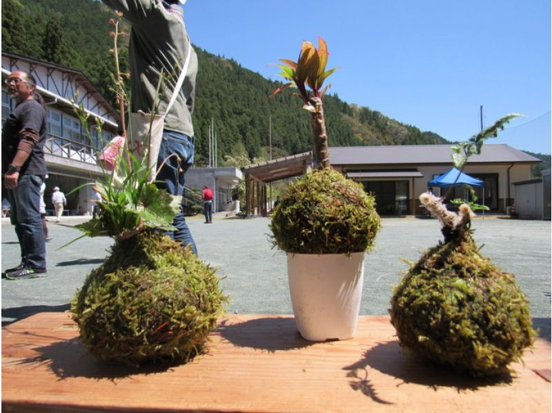 【高知・本山町】お子様も楽しめる！汗見川の四季を彩る草木をご自宅に♪ コケ玉作りの紹介画像