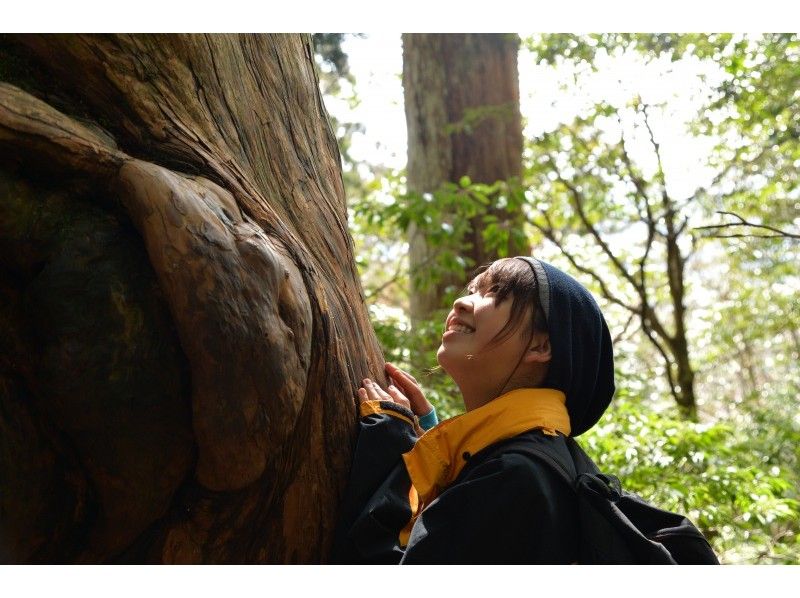【鹿児島・屋久島】完全貸切ガイド！人気No.1！樹齢数千年の森を歩く♪ 縄文杉トレッキング