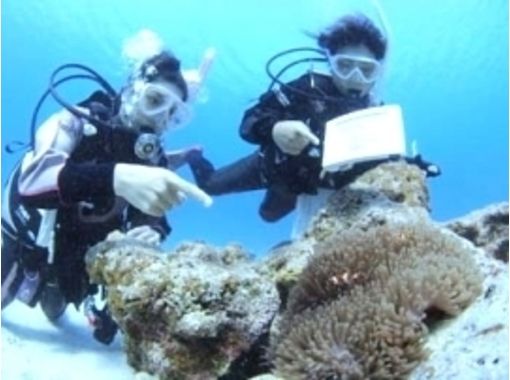 [이바라키· 미토 발】 바다의 세계에 두근 두근! 이즈의 바다에서 체험다이빙(디스 커버 스쿠버다이빙)の画像