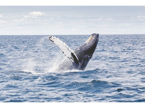 [冲绳·吉诺湾北谷]☆鲸鱼观赏♪の画像